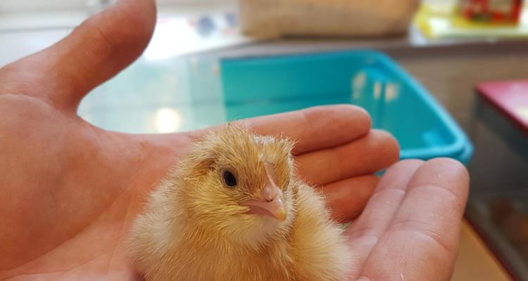 Living Eggs Project 2020 - watch this space! Living Eggs Project 2020 - watch this space!