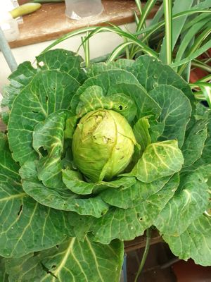 Allotment produce   cabbage