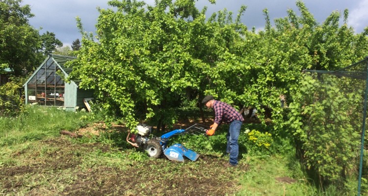 Chiswick School Allotment Chiswick School Allotment