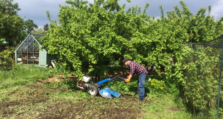 Chiswick School Allotment